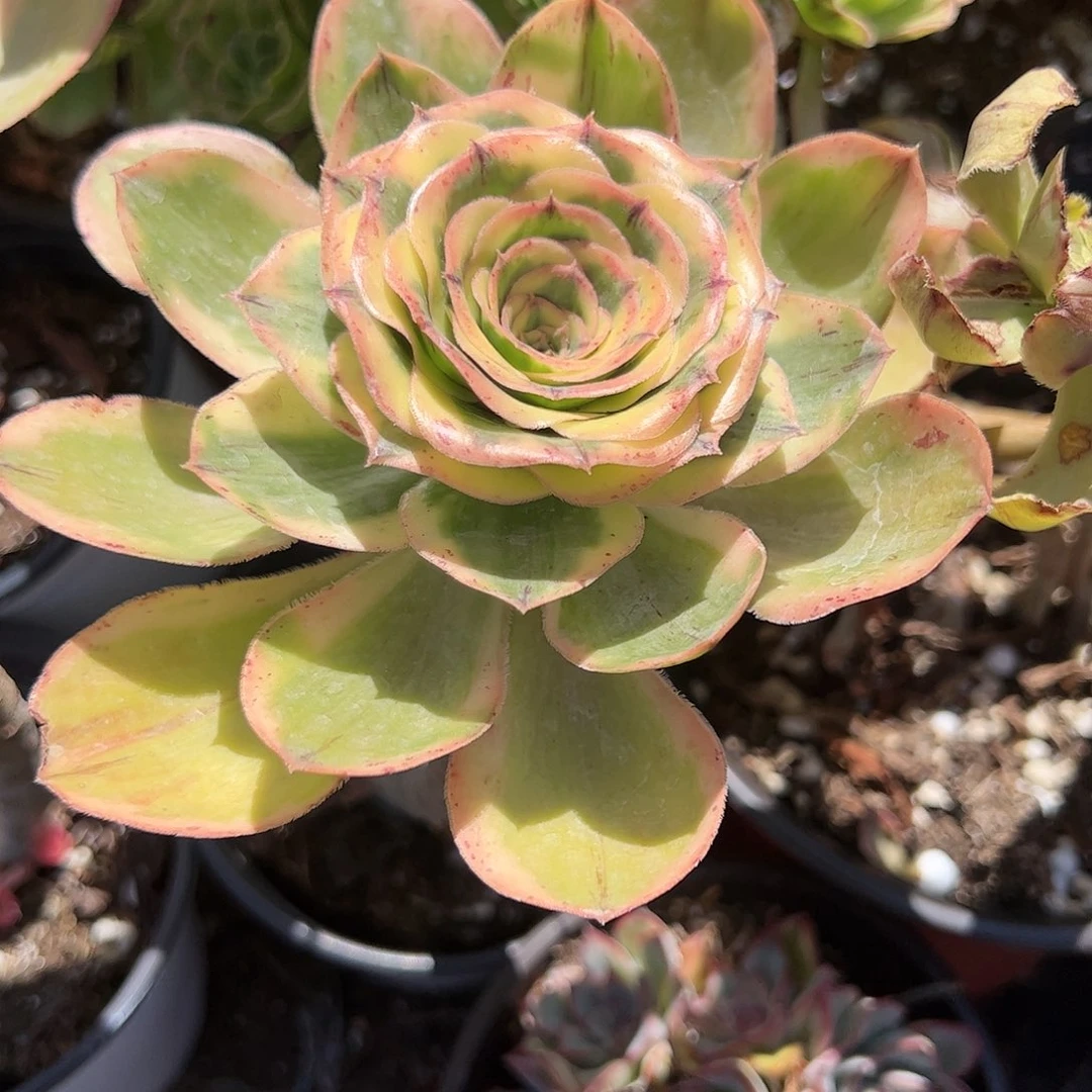 燕姿锦多肉植物精品