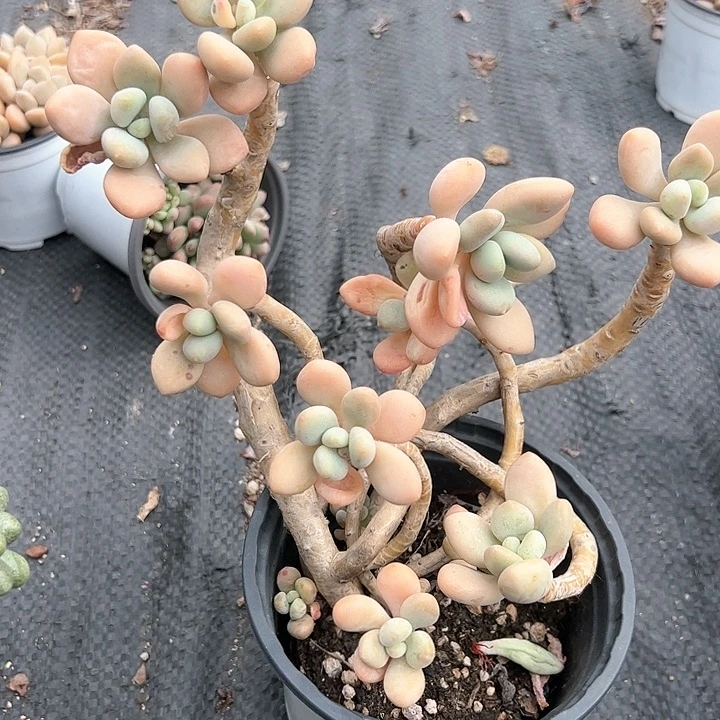 香水洛神老桩多肉植物