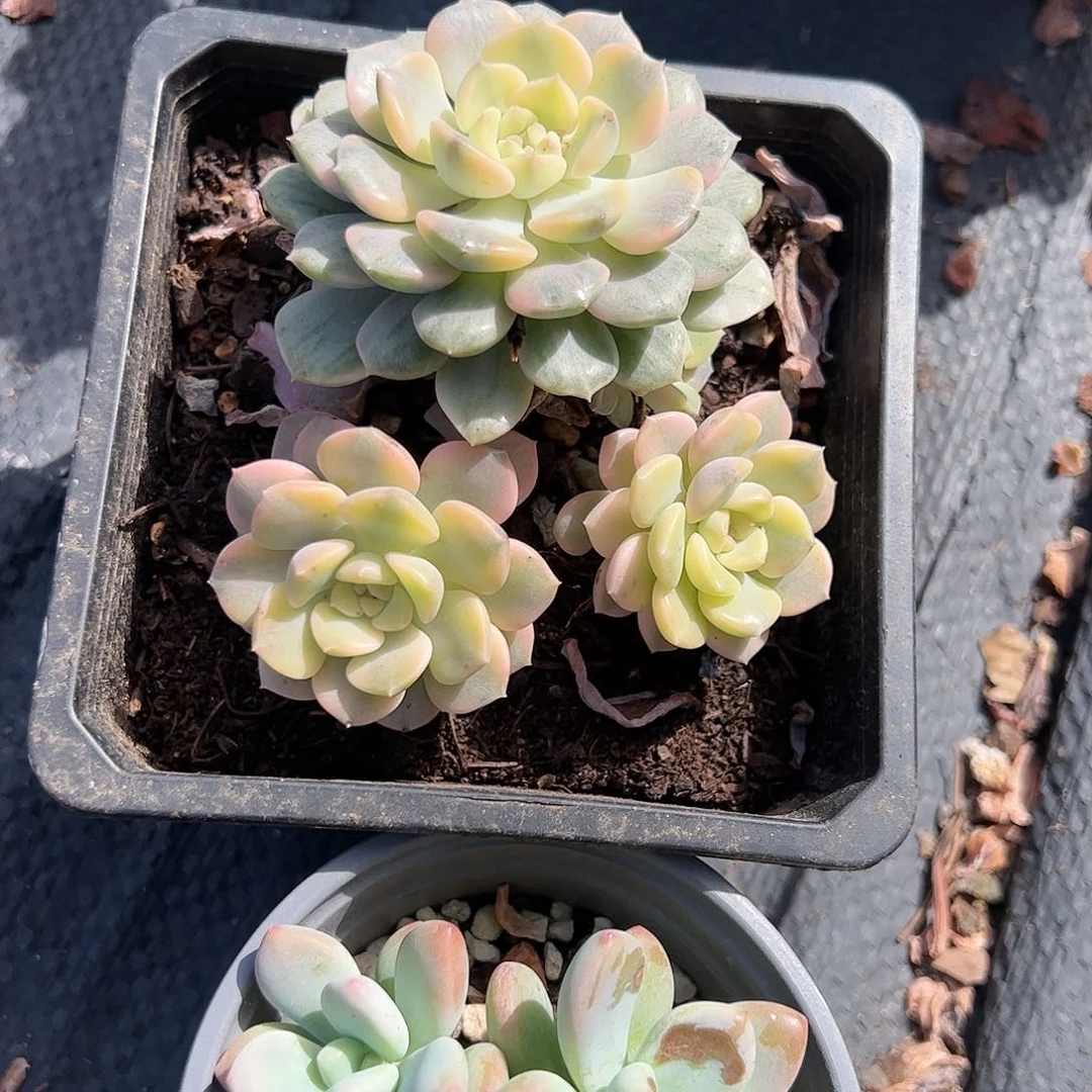 布偶锦红洛神多肉植物