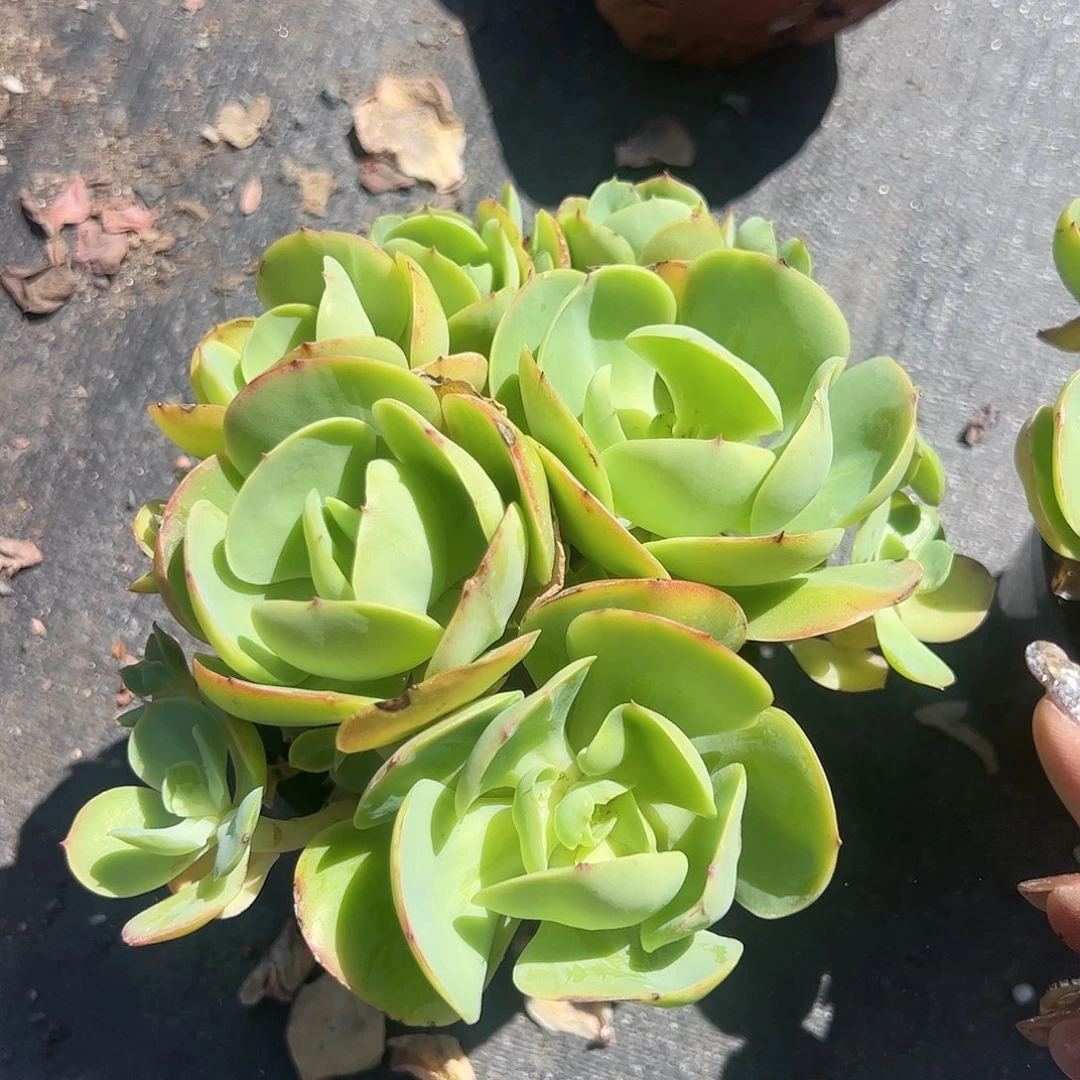 碧桃仙子多肉植物精品