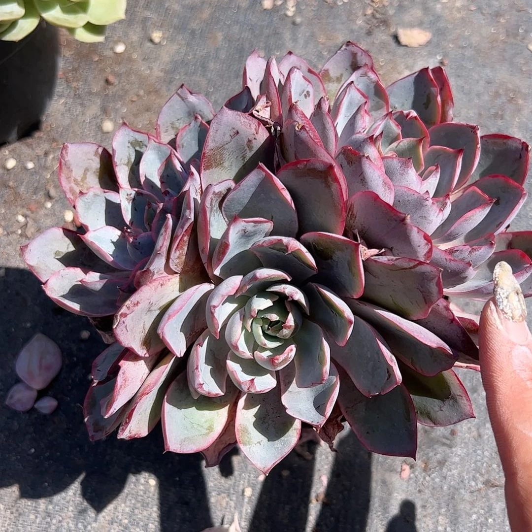 赫拉多肉植物精品