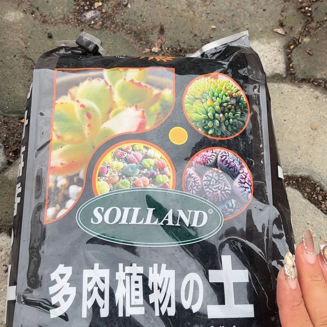 多肉土五升多肉植物