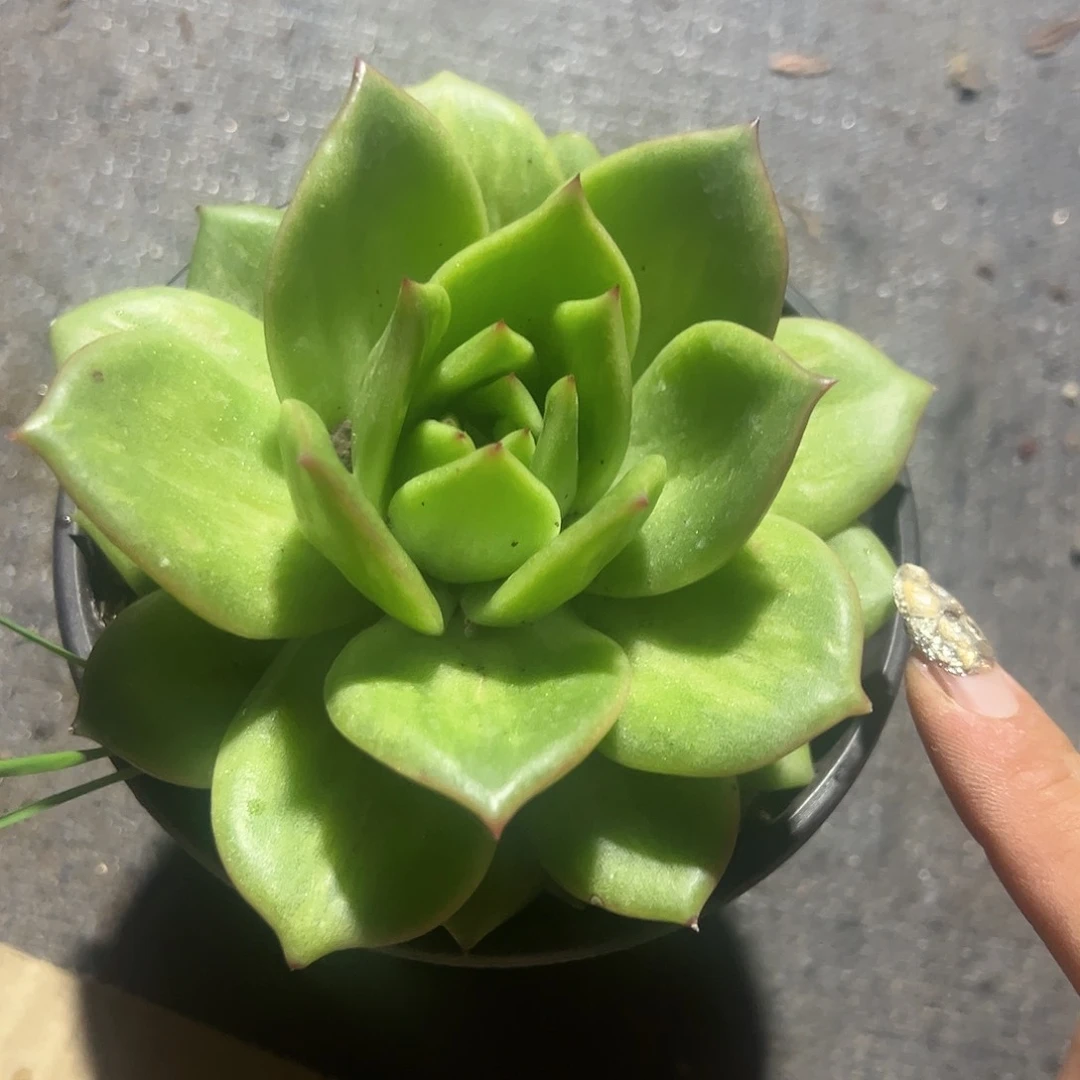 绿蔷薇玫瑰多肉植物