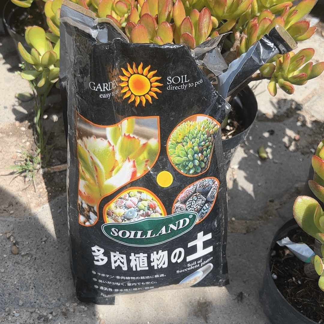 多肉土多肉植物精品