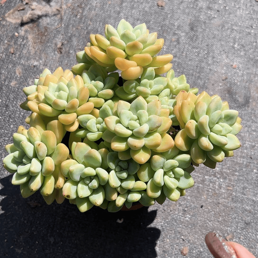 奶酪蛋糕多头多肉植物