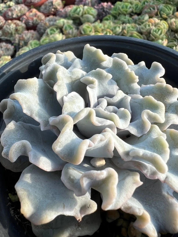 芭蕾舞者多肉  叶层多 褶皱好 只发新疆
