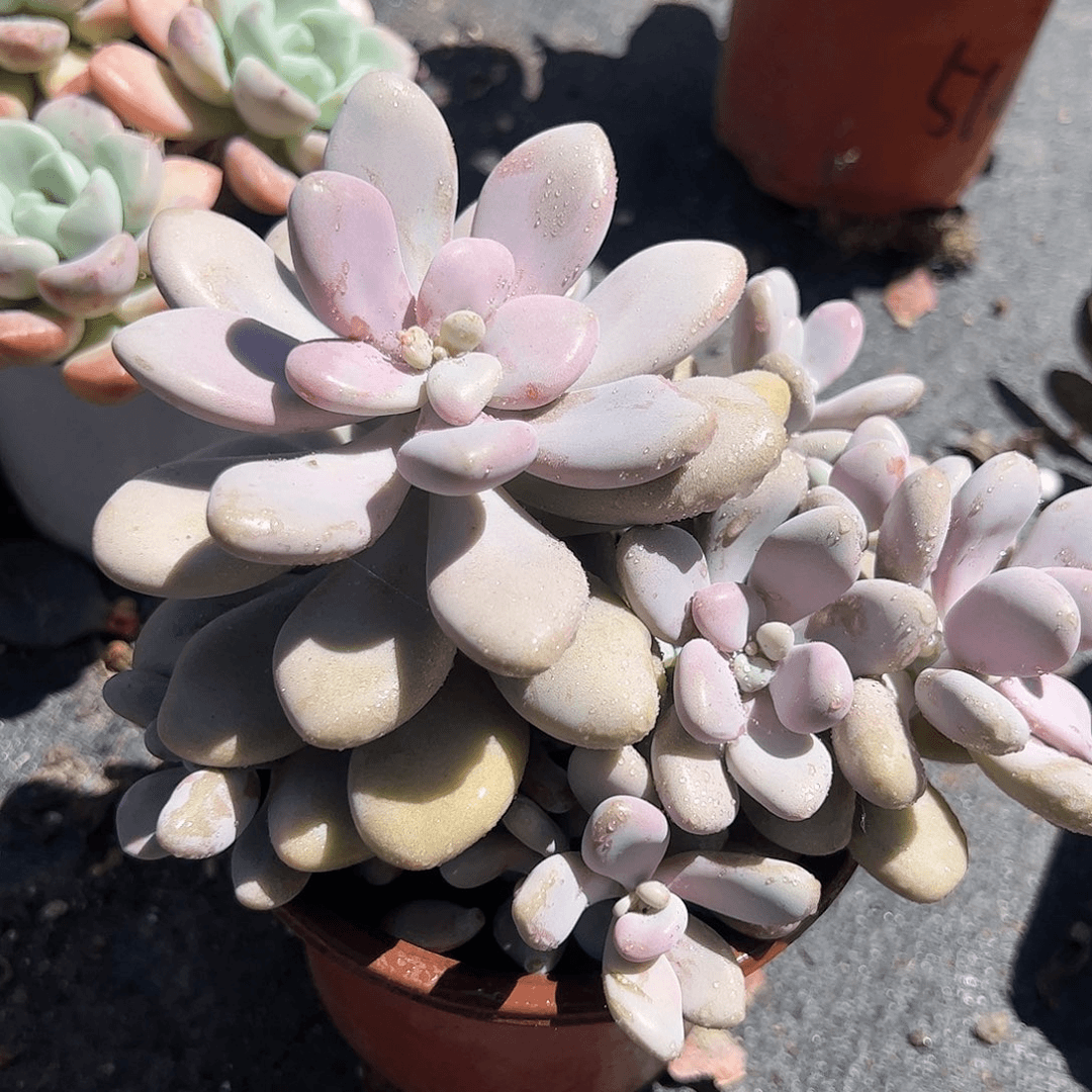 大号桃蛋多肉植物精品