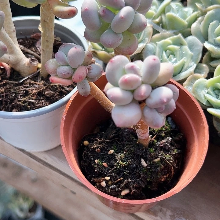 稻田姬多肉植物精品