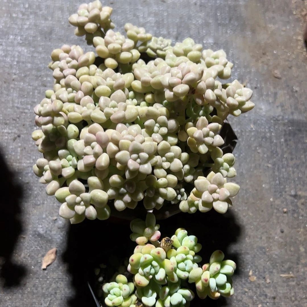 丸叶姬秋丽劳尔多肉植物