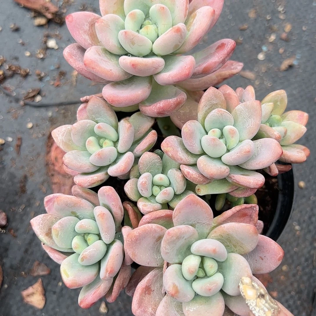 樱花洛神多肉植物