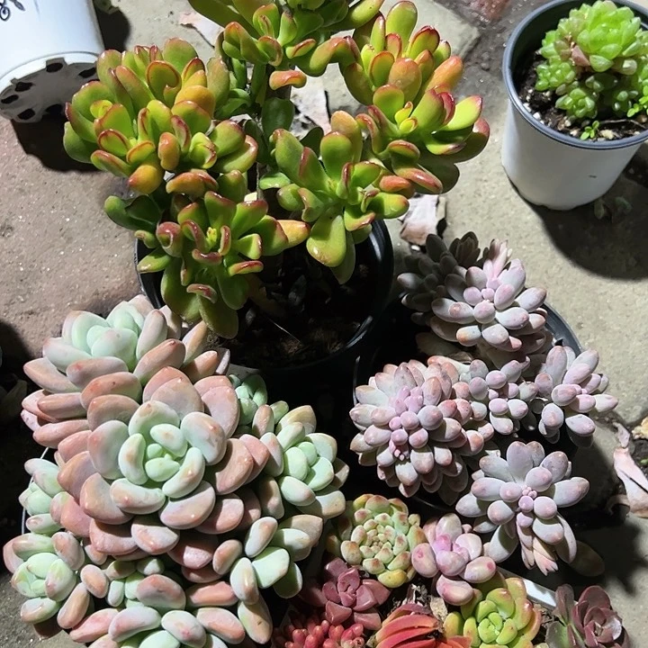 招财猫樱花洛神婴儿手指大拼盘，