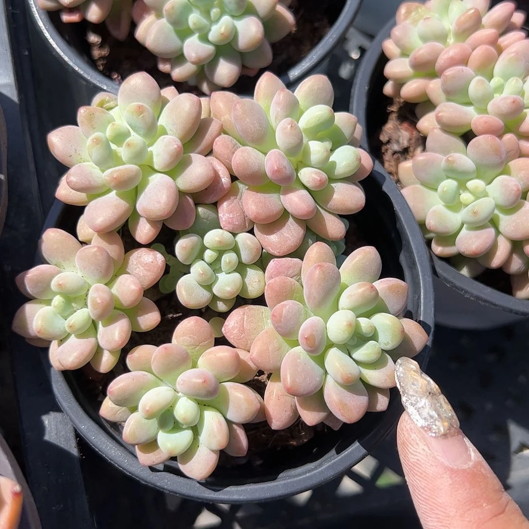 洛可可多肉植物精品