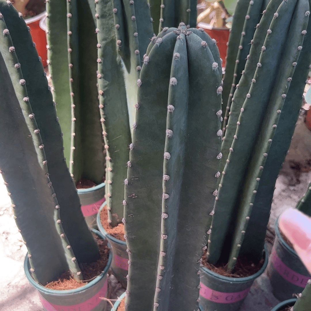 30厘米高量天尺多肉植物