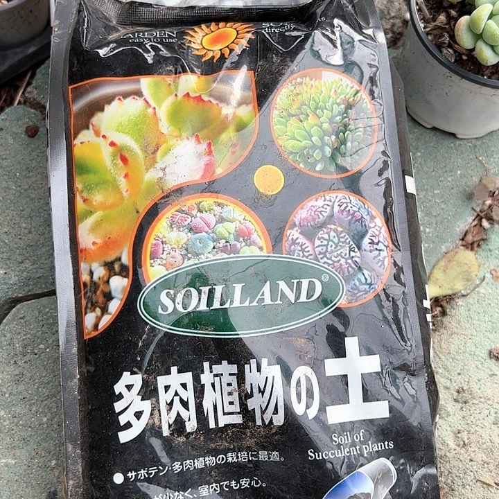 两包土多肉植物精品