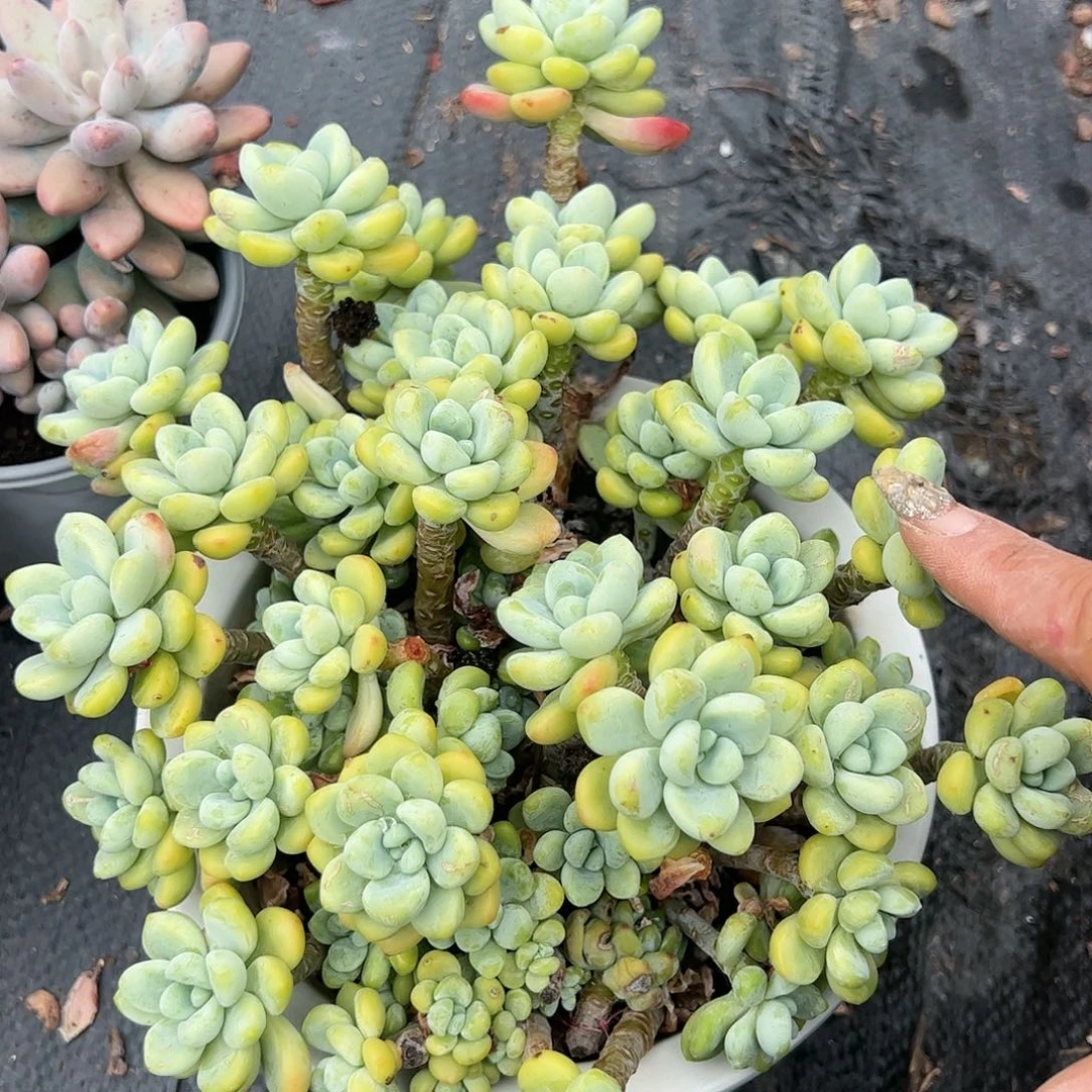 劳尔大号多肉植物