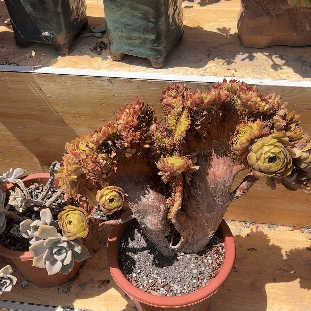 万圣节缀化多肉植物