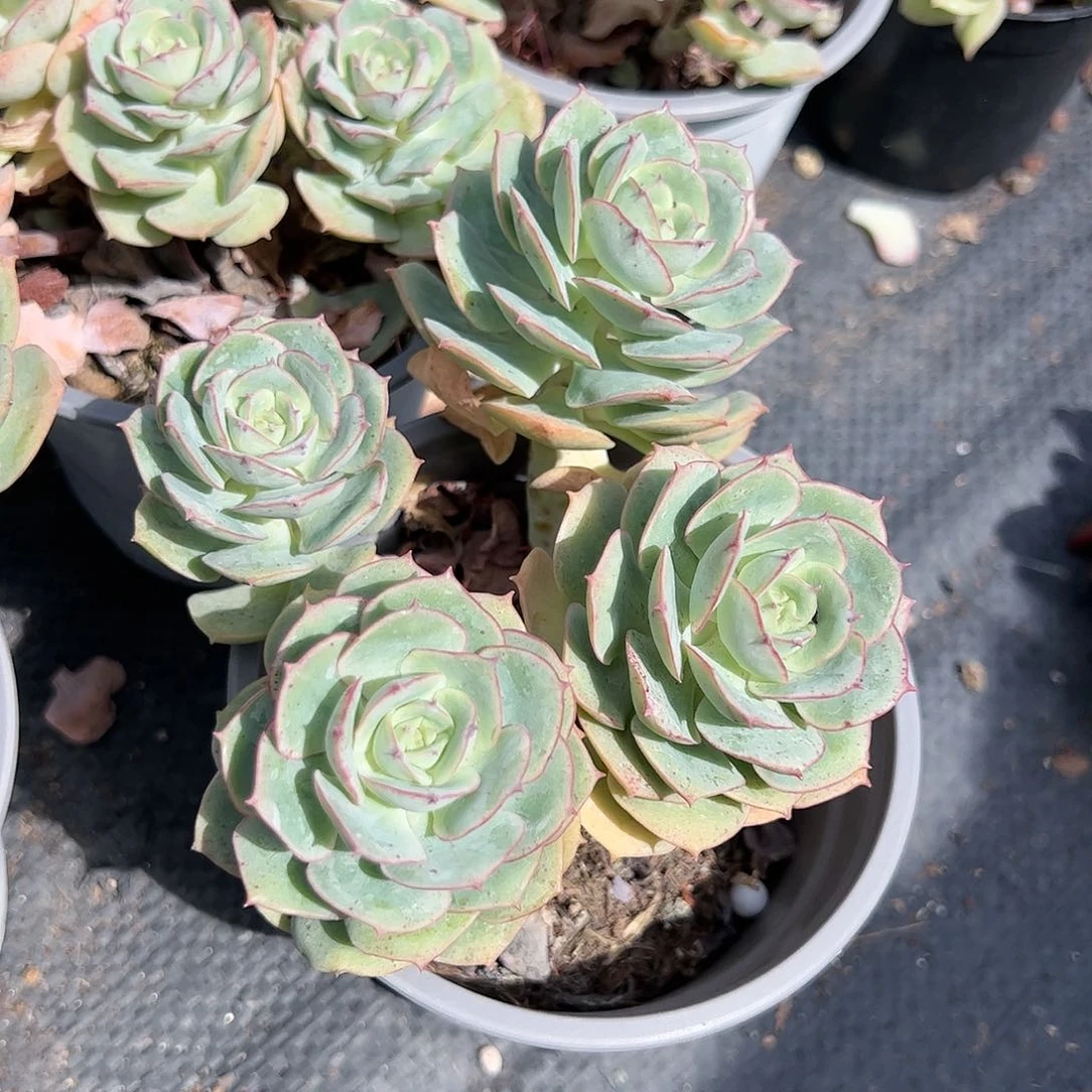 克罗地亚玫瑰多肉植物