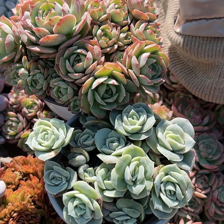 克罗地亚玫瑰可爱玫瑰多肉植物
