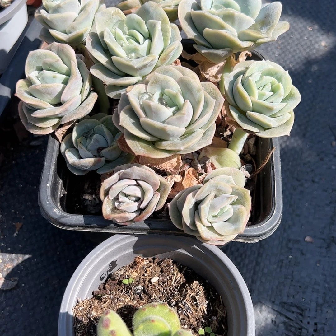 可爱玫瑰多肉植物精品