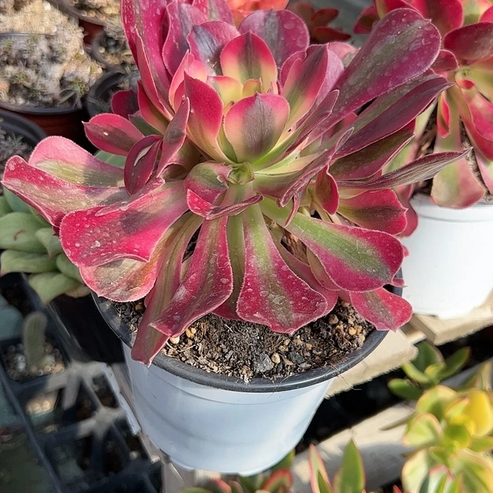 粉女巫先锋派多肉植物