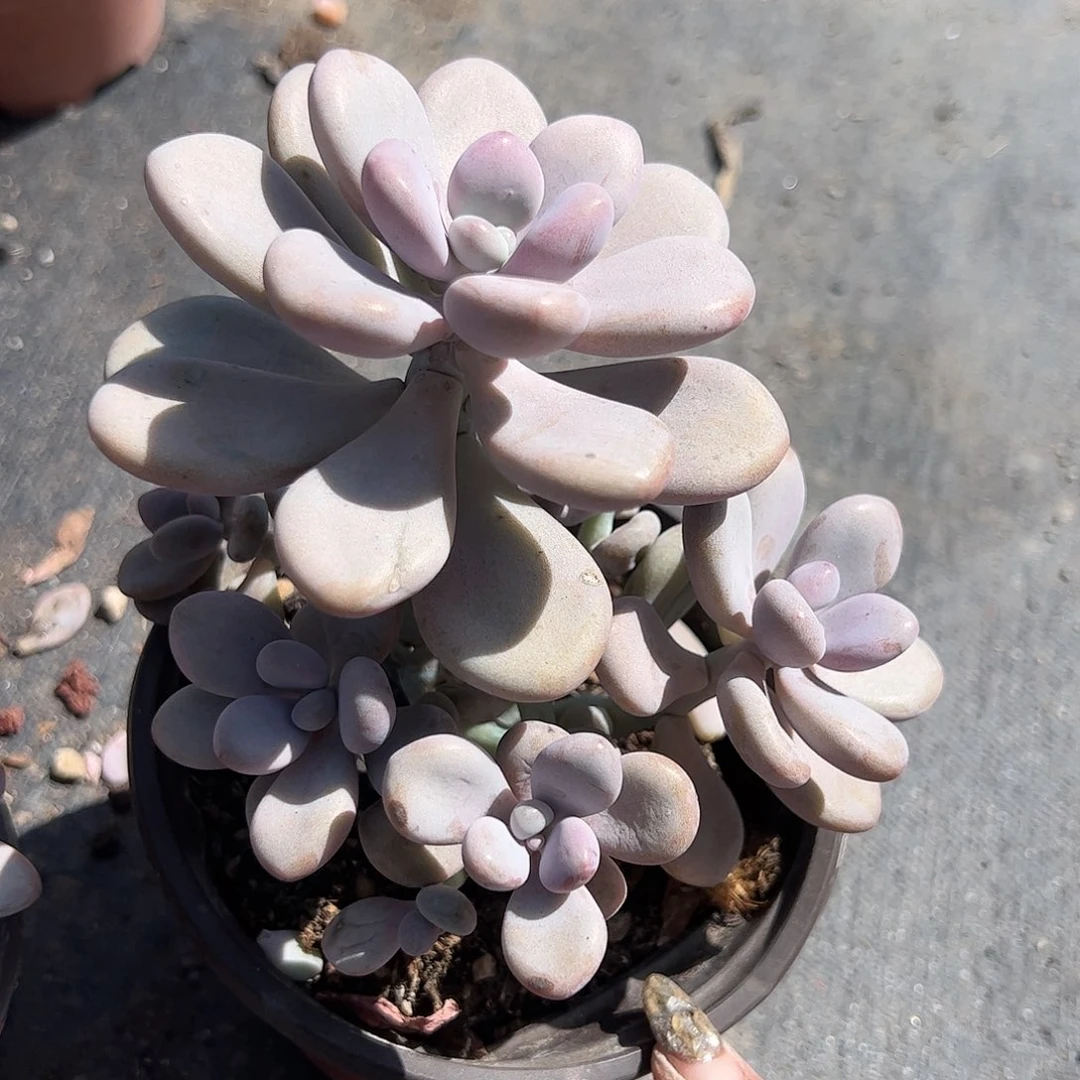 桃蛋多肉植物精品