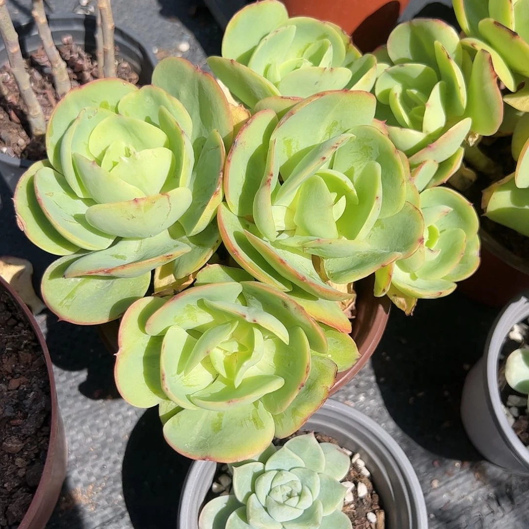 碧桃天鹅绒多肉植物