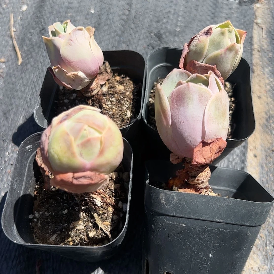 粉耶罗四颗多肉植物精品