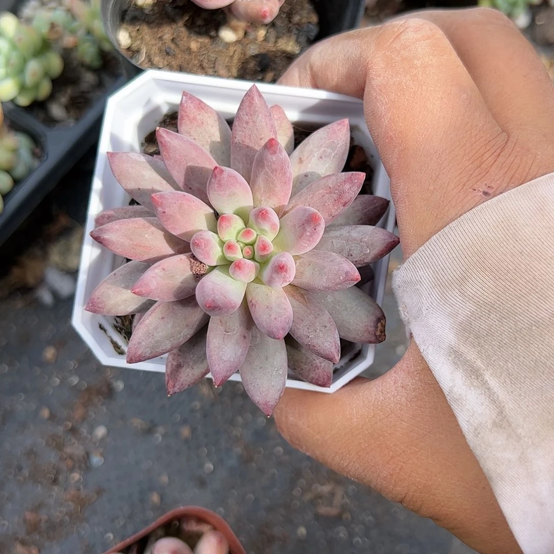 金鱼姬红蜻蜓多肉植物