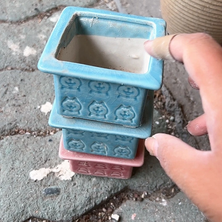 粉色方盆多肉植物