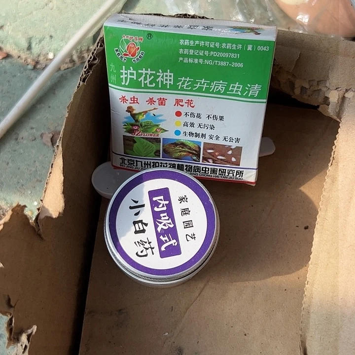 杀虫两个多肉植物精品