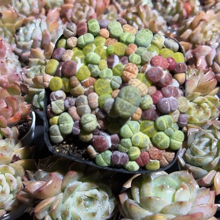 特价生石花多肉植物