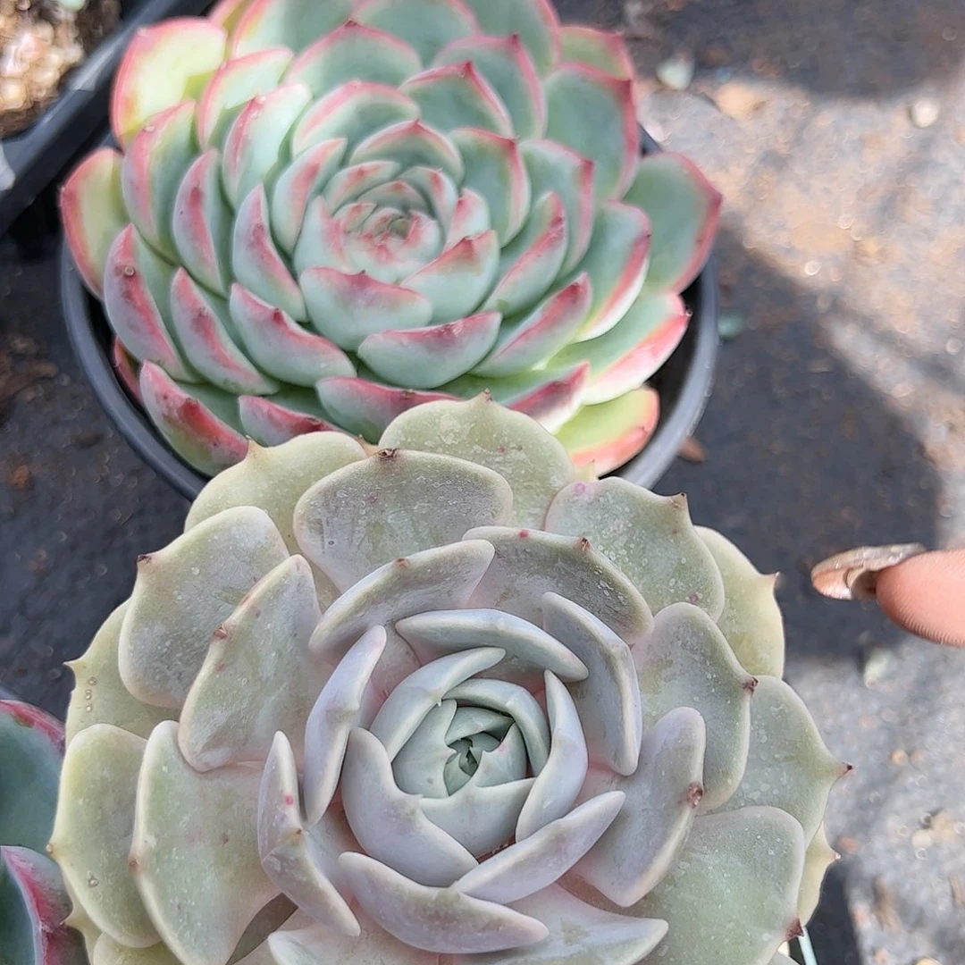 露娜莲侧影单头多肉植物