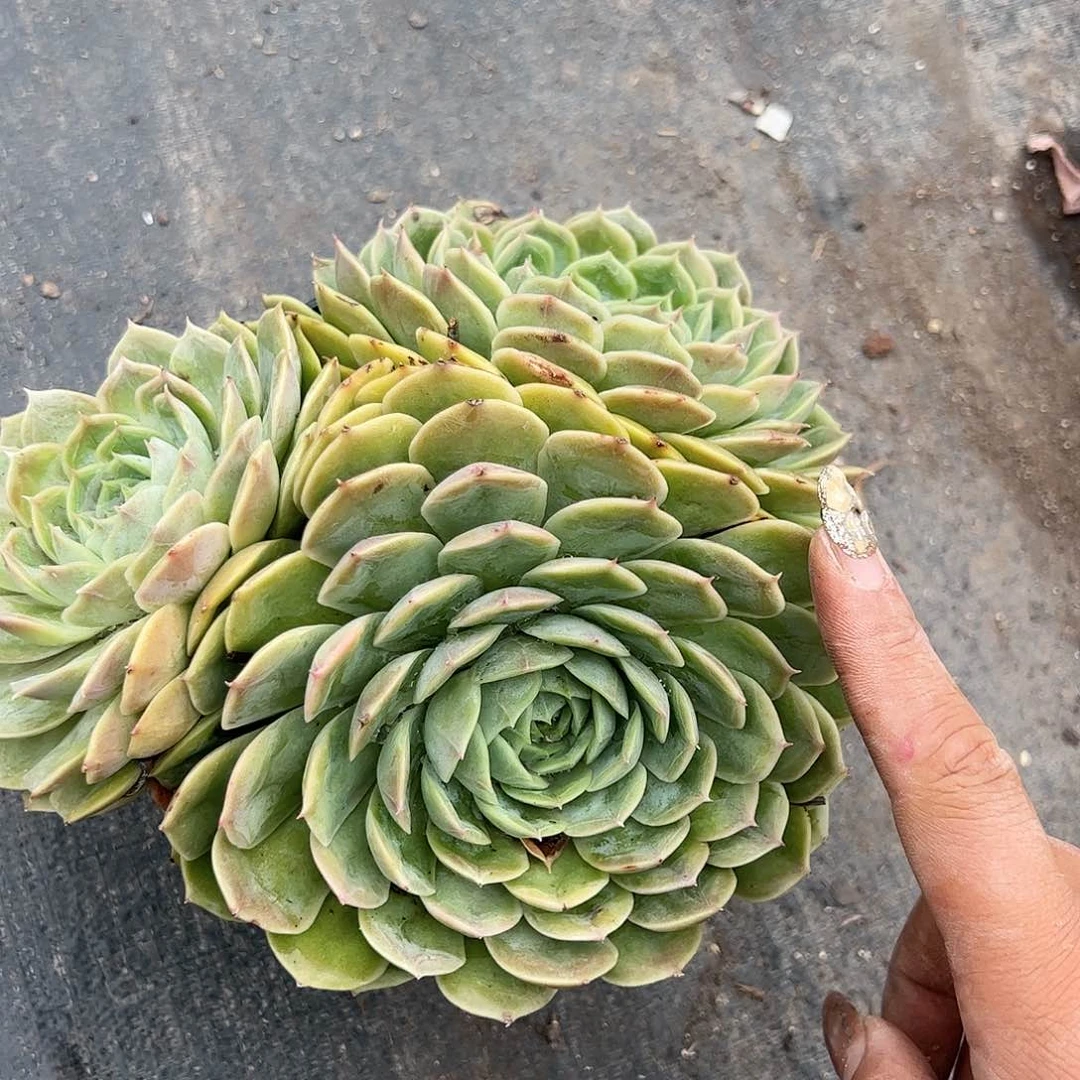 昂斯诺多肉植物精品