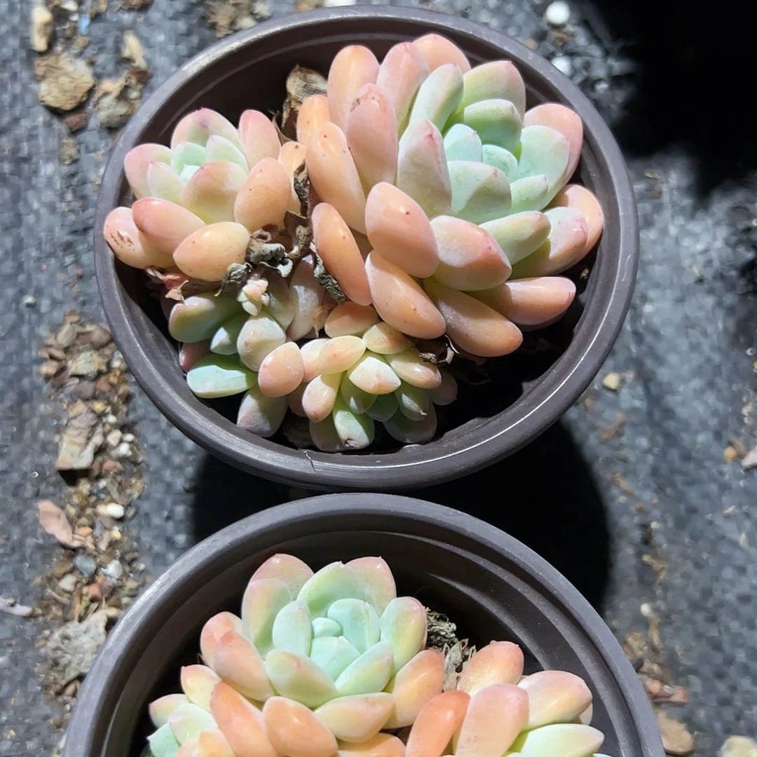 冰玉多肉植物精品