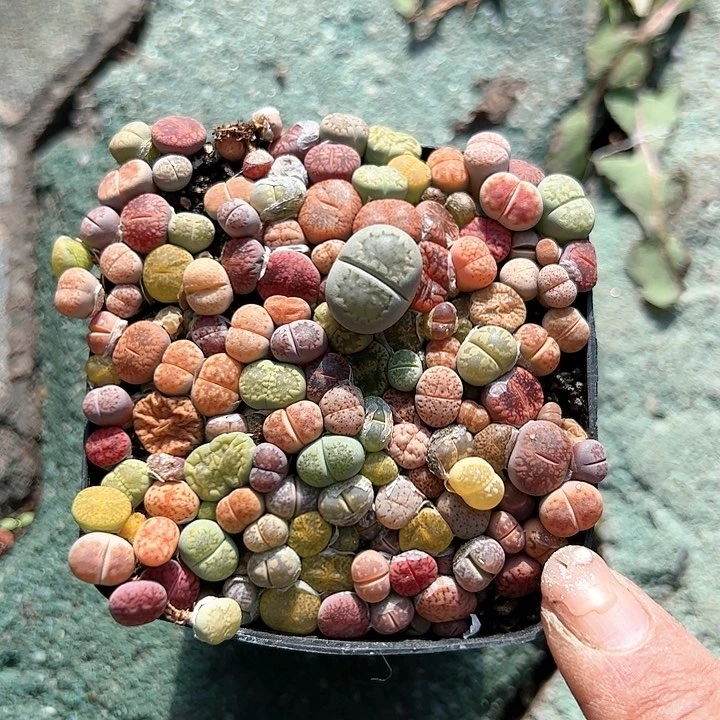 生石花多肉植物精品