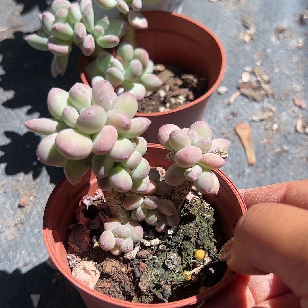 稻田姬多肉植物精品
