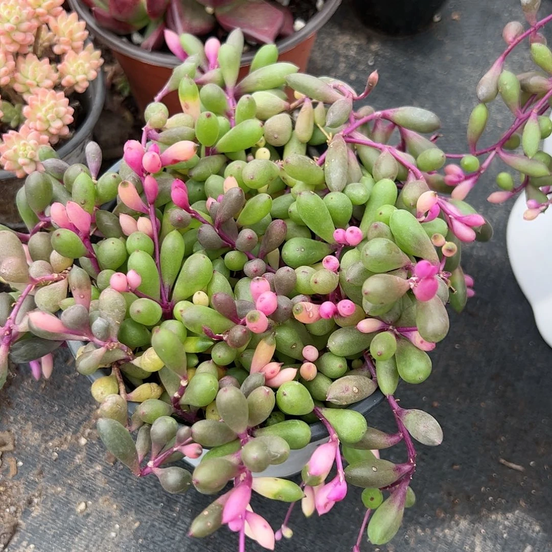紫玄月多肉植物精品