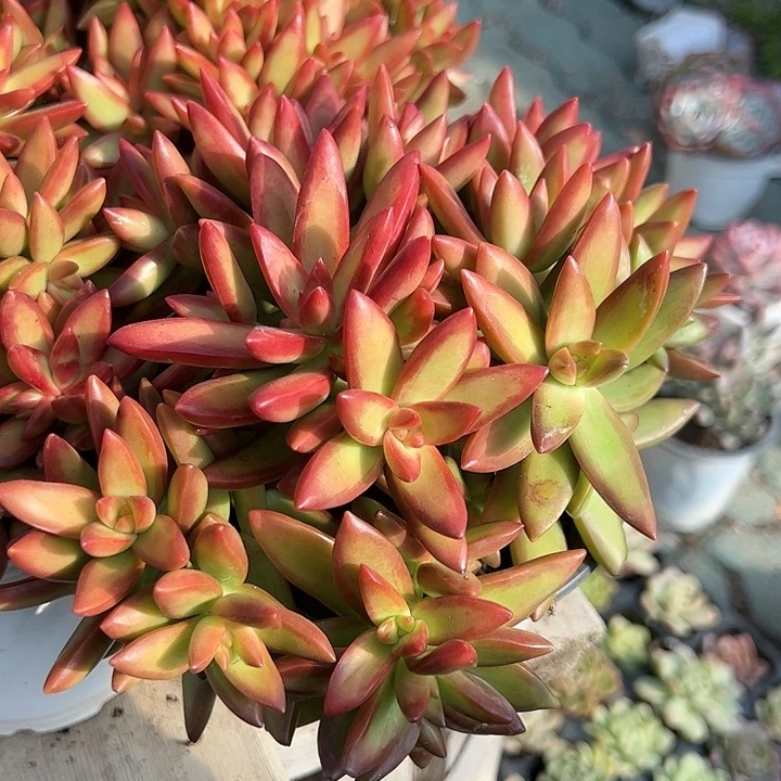 红日多肉植物精品