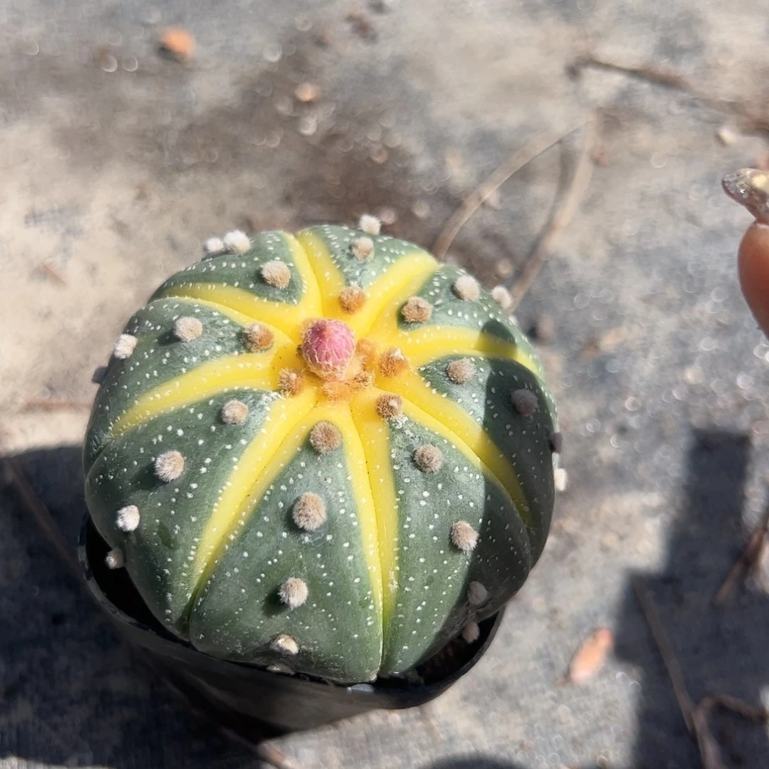 星兜多肉植物精品
