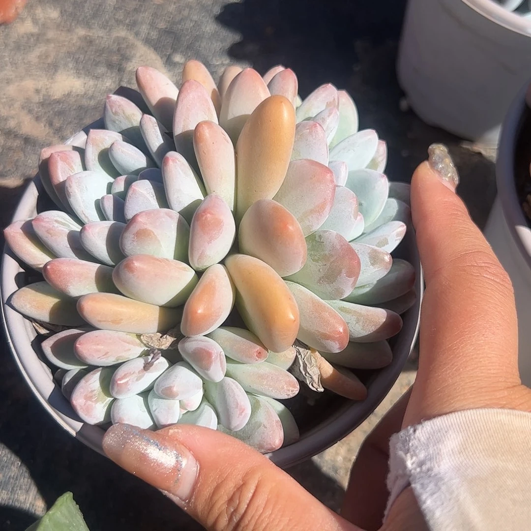 香水群生多肉植物