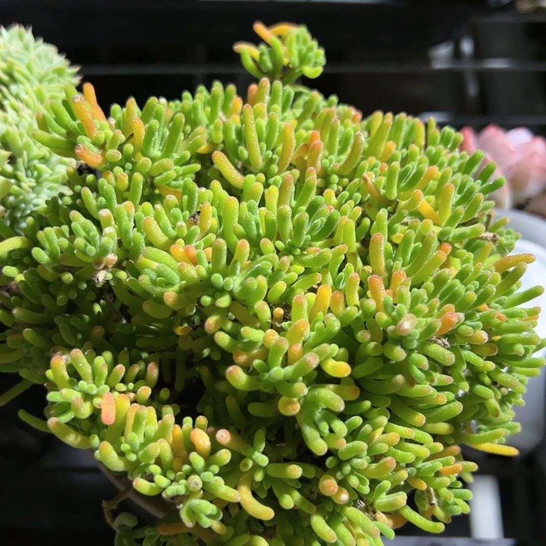 荧光兔多肉植物精品