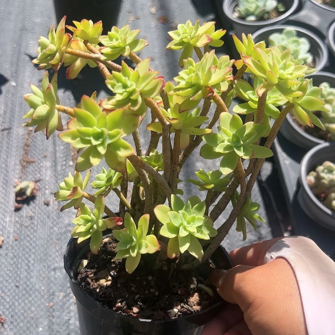 薄化妆多肉植物精品