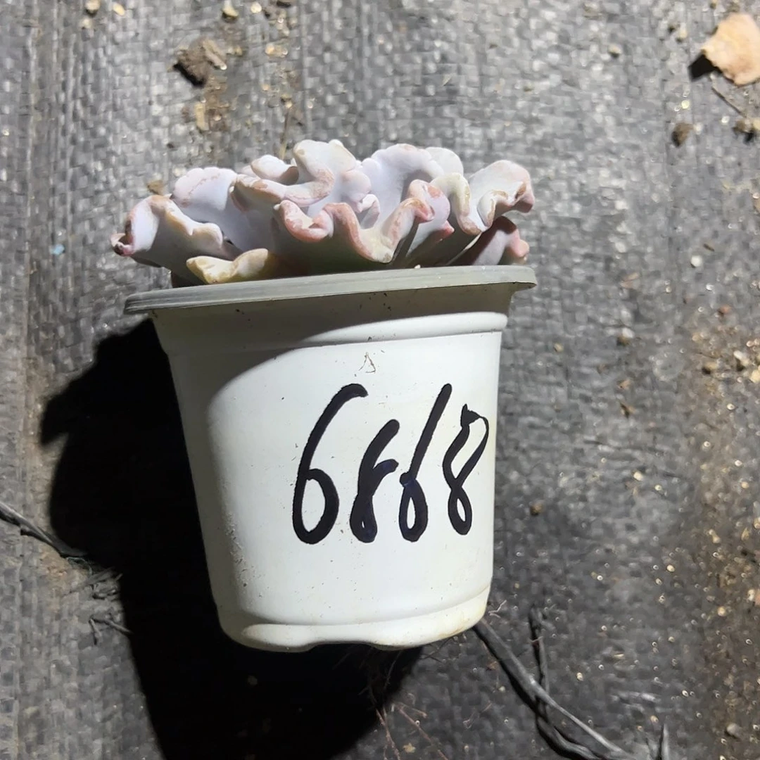 饺子皮花盆多肉植物精品