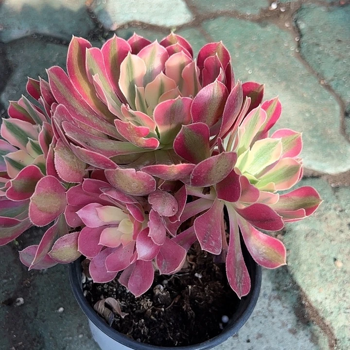 粉女巫随机发货多肉植物