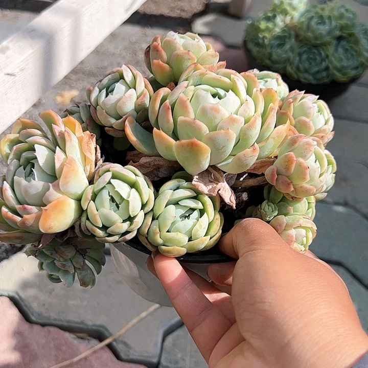 贝瑞多头多肉植物