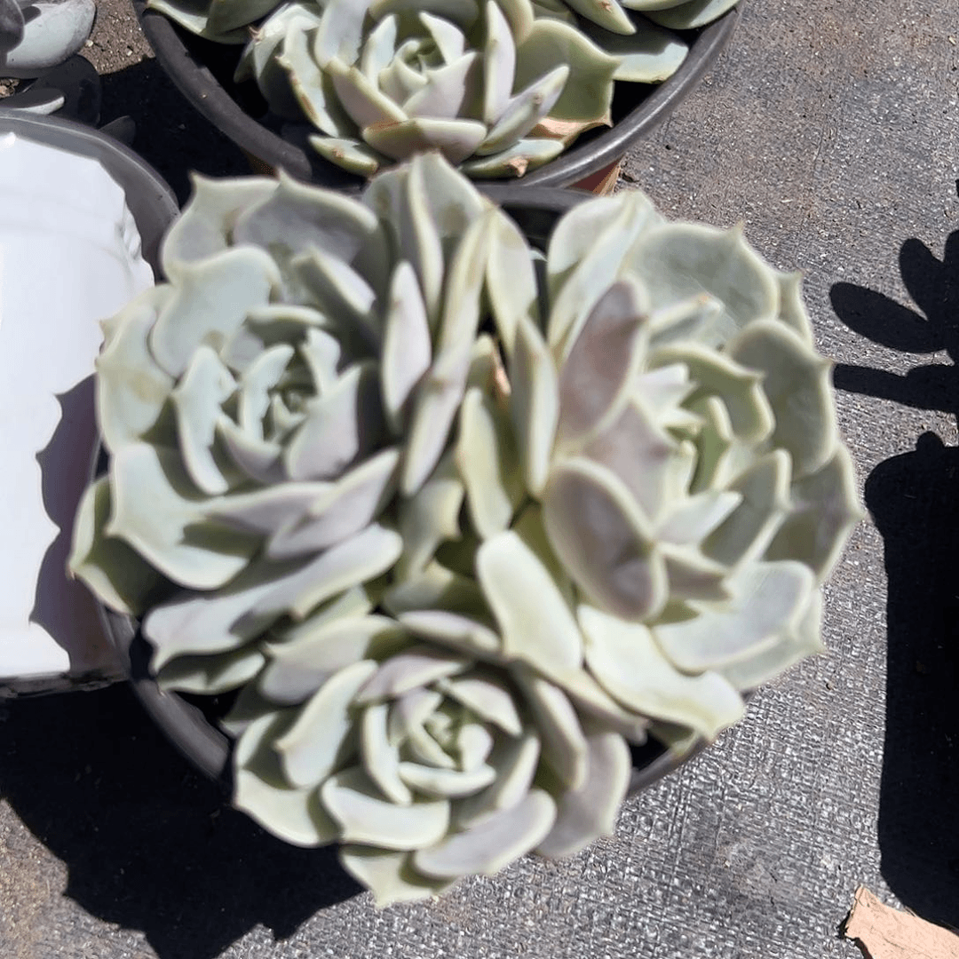 露娜莲多肉植物精品