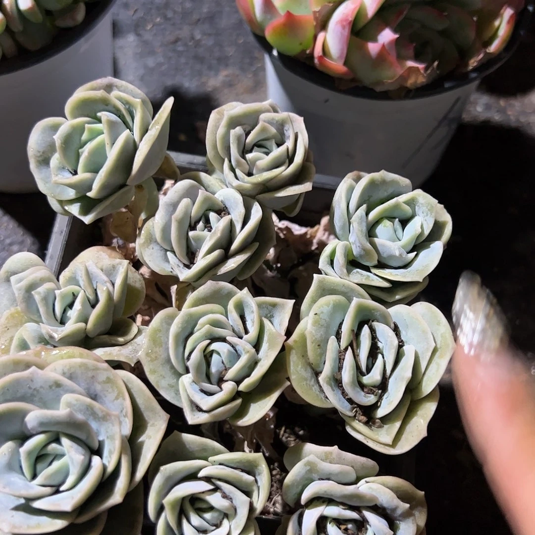 可爱玫瑰多肉植物精品