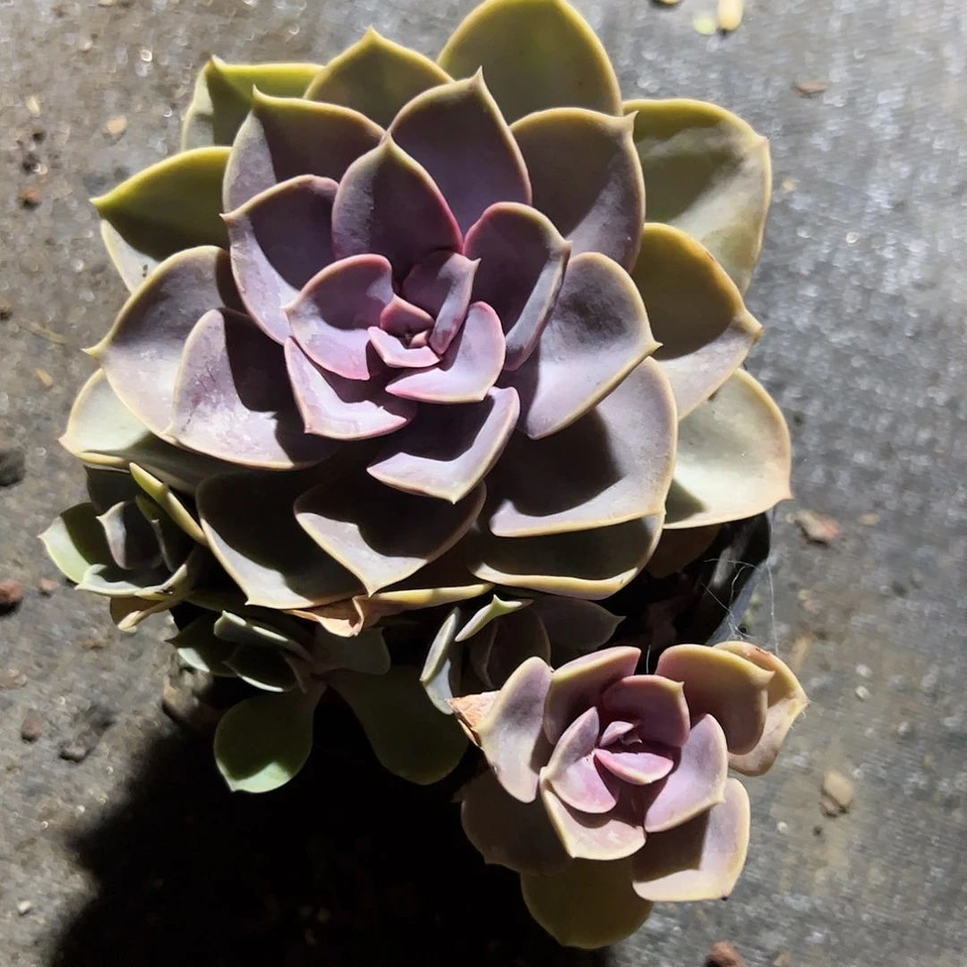 紫珍珠多肉植物精品