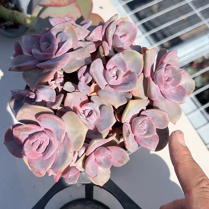 彩虹糖一号多肉植物