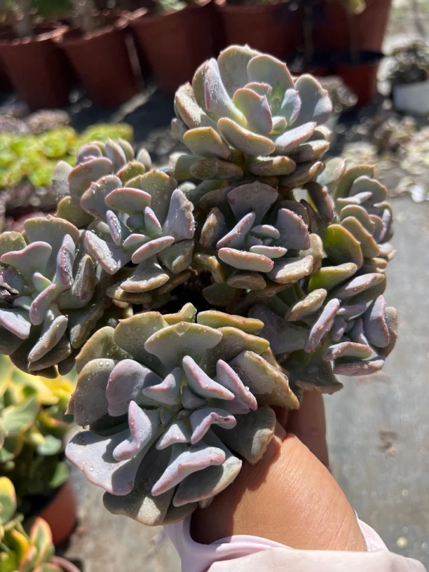 血精灵多肉植物精品 头多个大